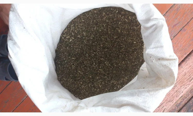 Особисто вирощена Махорка - фото № 2