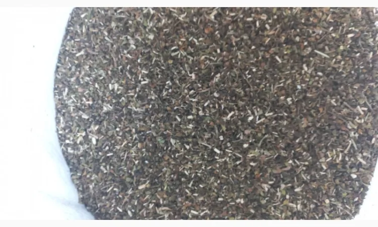 Особисто вирощена Махорка - фото № 3