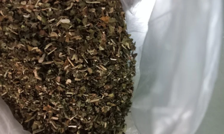 Особисто вирощена Махорка - фото № 4