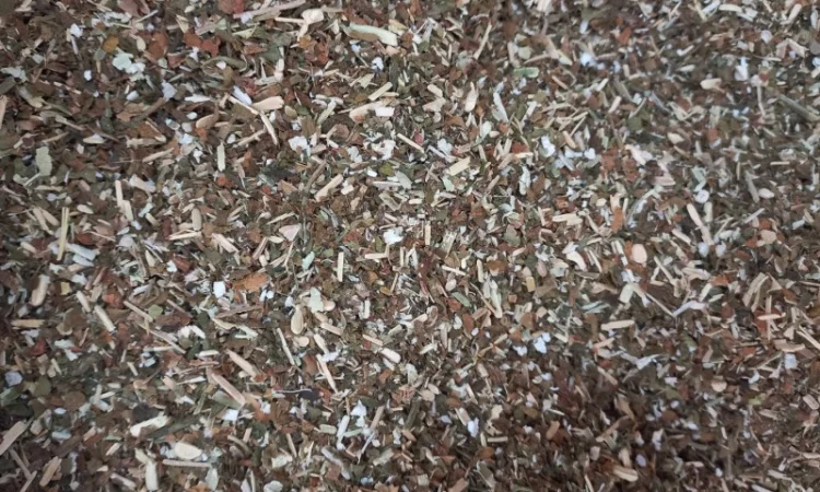 МаХоРкА(самосад) - фото № 1