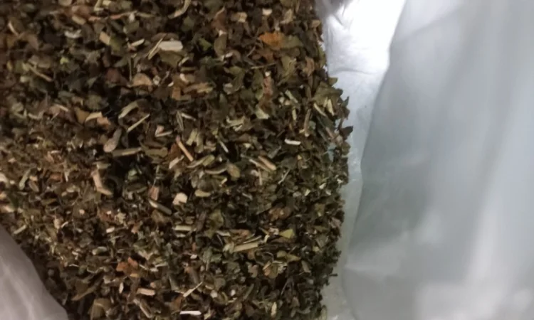 Махорка звичайна самосад - фото № 1