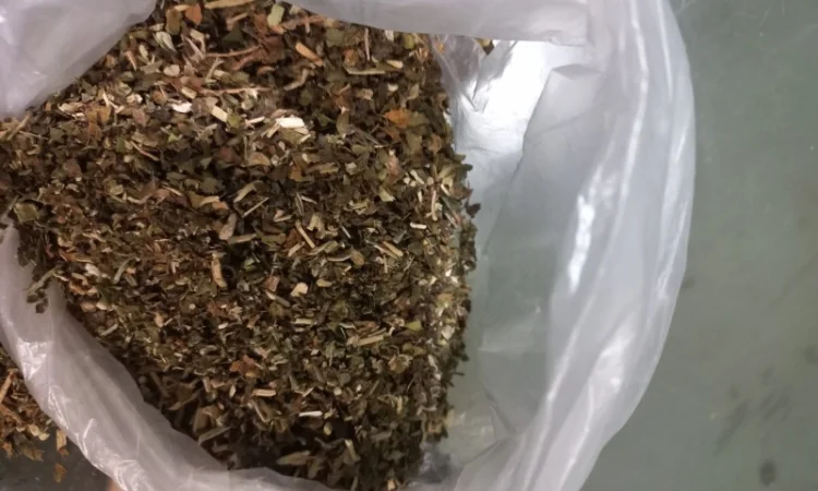 Махорка звичайна самосад - фото № 2