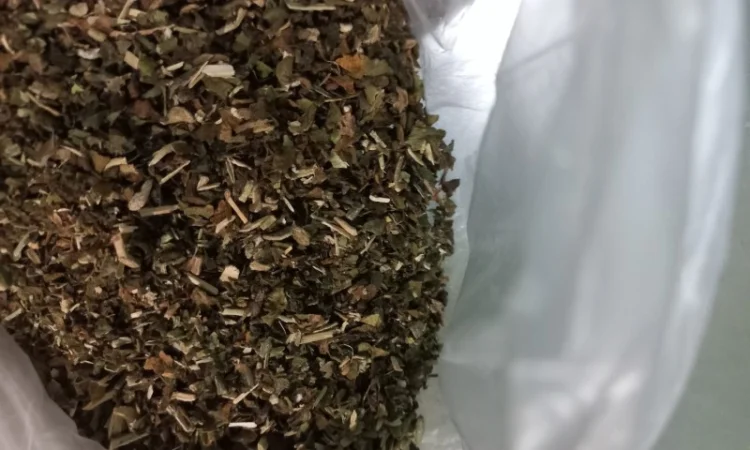 Махорка звичайна самосад - фото № 3