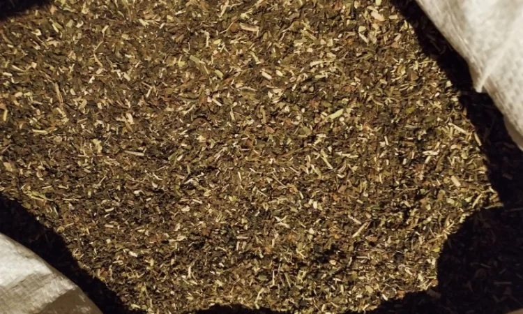 Махорка проста самосад - фото № 2