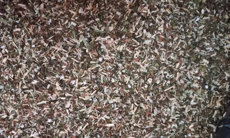 Рівна махорка - фото № 1