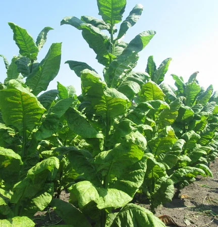 Табак. Тютюн. 500гр - фото № 1