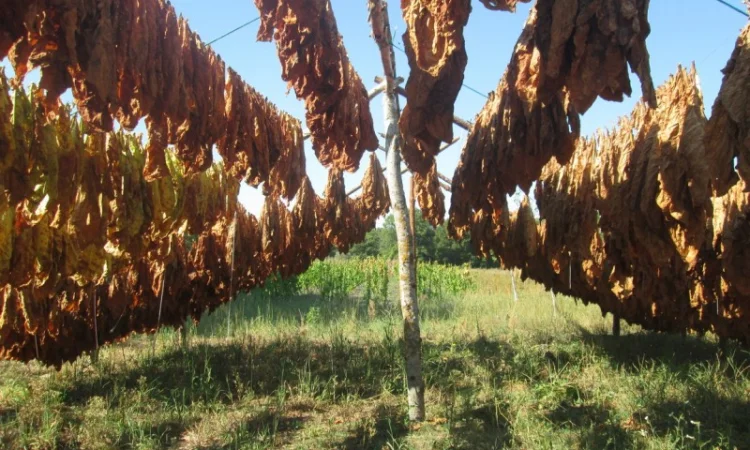 Продам табак (Дюбек Новый) для самокруток , 150 грн/упаковка - фото № 3