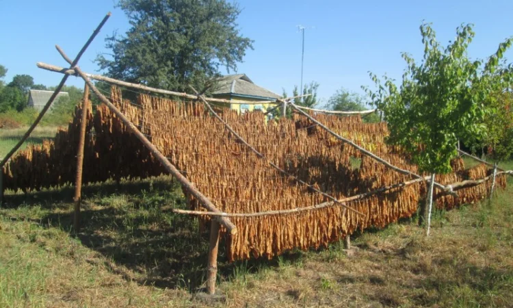 Продам табак (Дюбек Новый) для самокруток , 150 грн/упаковка - фото № 4