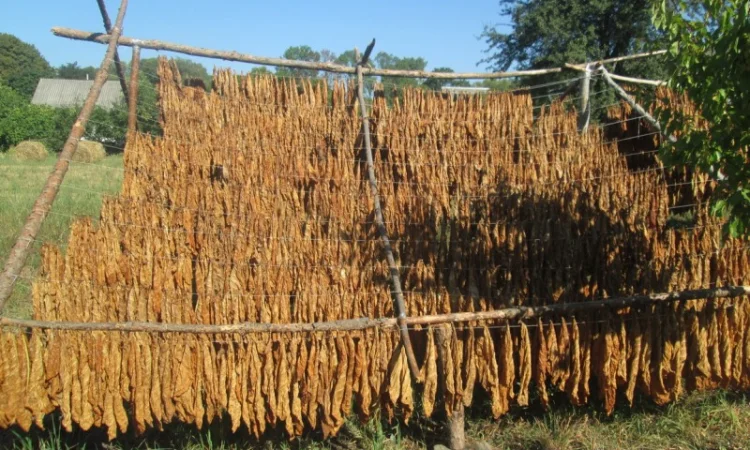 Продам табак (Дюбек Новый) для самокруток , 150 грн/упаковка - фото № 5