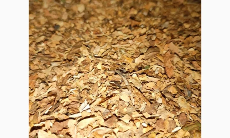 Ведро табака,  для сигарет 1 кг - фото № 4