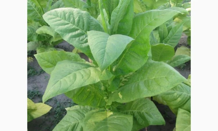 Продам табак Остролист 6 упаковка 250 грам/150 грн - фото № 1