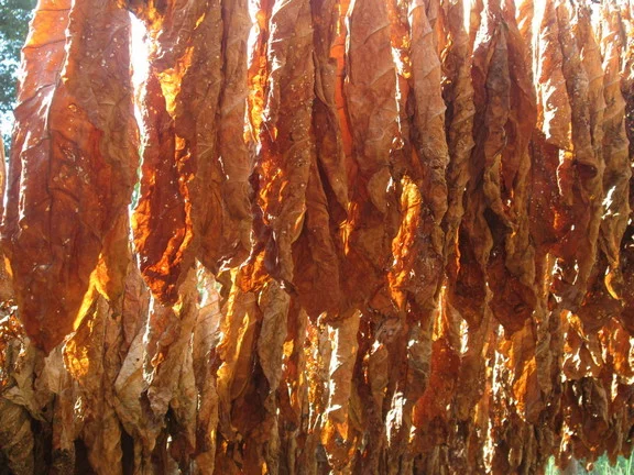 Продам табак Остролист 6 упаковка 250 грам/150 грн - фото № 2