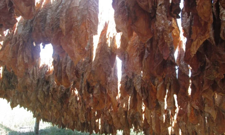 Продам табак Остролист 6 упаковка 250 грам/150 грн - фото № 3