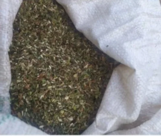 Продам махорку власного вирощування, для сигарет 1 кг - фото № 1