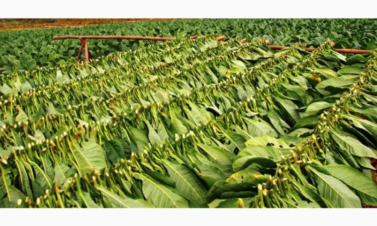 ТАБАЧОК для трубки  Крафт, Верджинія, Берлі, Хлопя + УСІ аксесуари (в наявності) ДЗВІНКУЙТЕ - фото № 8