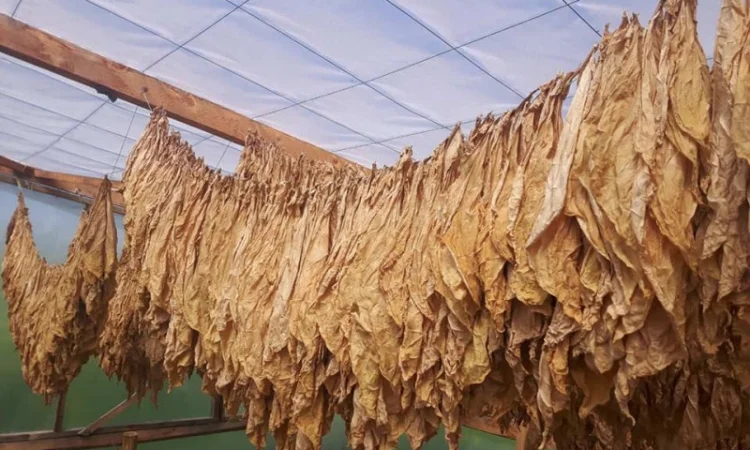 Вірджинія класик міцна , для самокруток - фото № 1