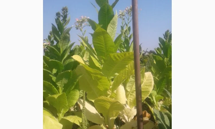 Семена табака домашние - фото № 1