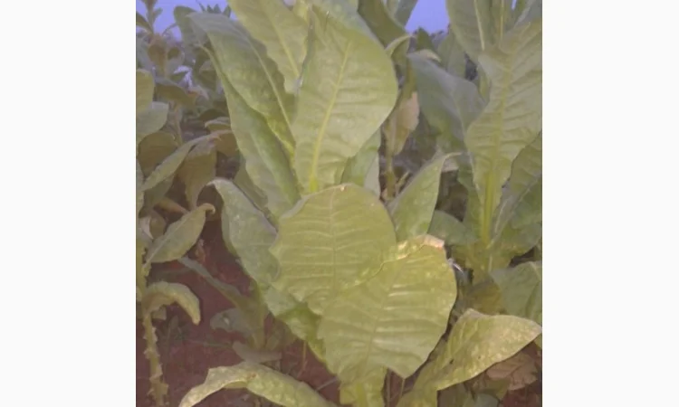 Семена табака домашние - фото № 2