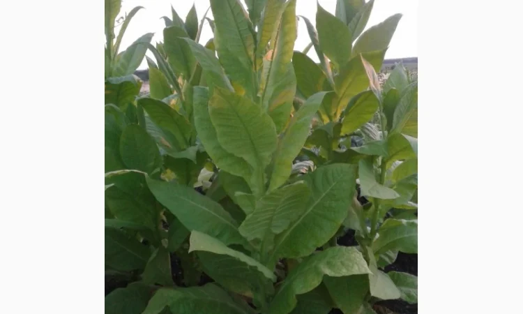 Семена табака домашние - фото № 3