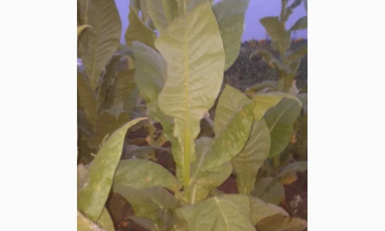 Семена табака домашние - фото № 4