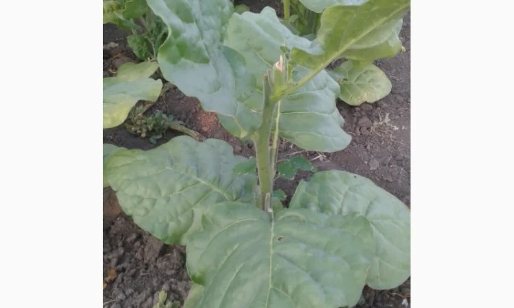 Семена махорки - фото № 1