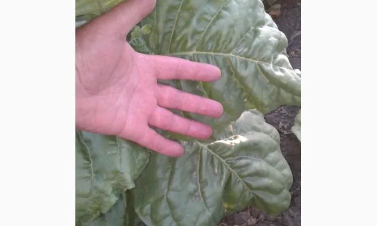 Семена махорки - фото № 2