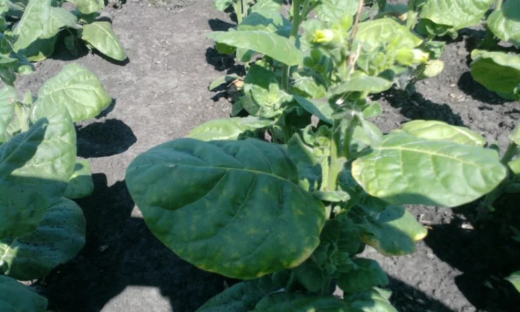 Семена махорки - фото № 3