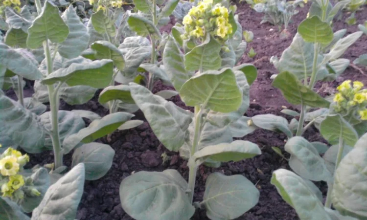 Семена махорки - фото № 4