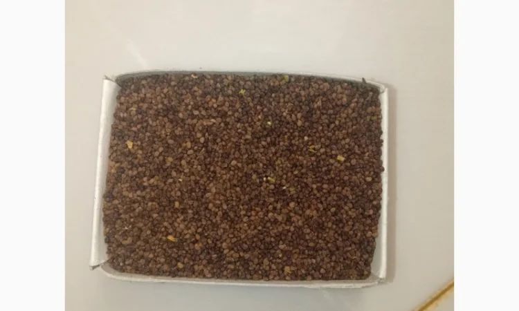 Продам насіння тютюну. Табак. Самосад. Махорка - фото № 2