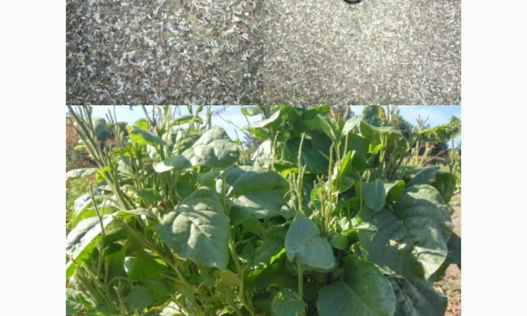 Продам насіння тютюну. Табак. Самосад. Махорка - фото № 3