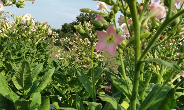 Табак семена - фото № 1