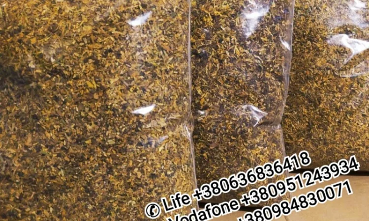 Кент, Винстон, Ротманс, Мальборо, <span style="background-color: #fed034; color: black;">Парламент</span> - фото № 16