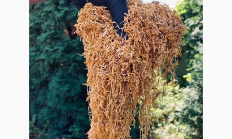 Продаємо тютюн високої якості для сигарет 1 кг - фото № 9