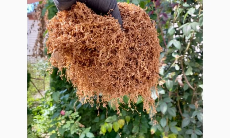 Продаємо тютюн високої якості для сигарет 1 кг - фото № 1