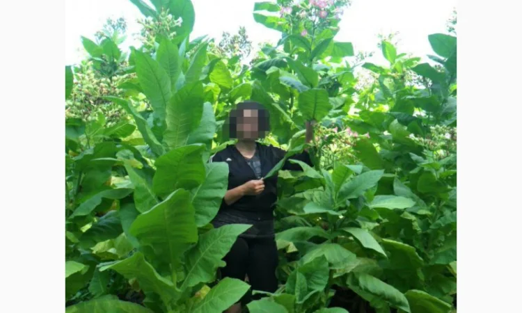 Продам семена табака(нет в наличии) - фото № 1