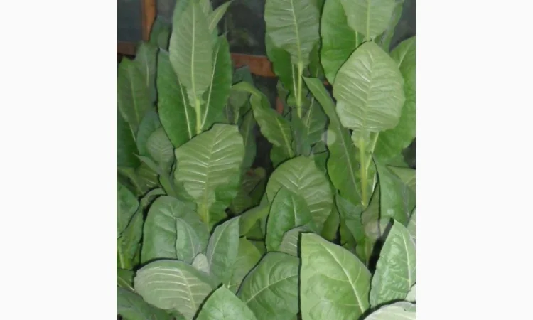 Продам семена табака(нет в наличии) - фото № 6