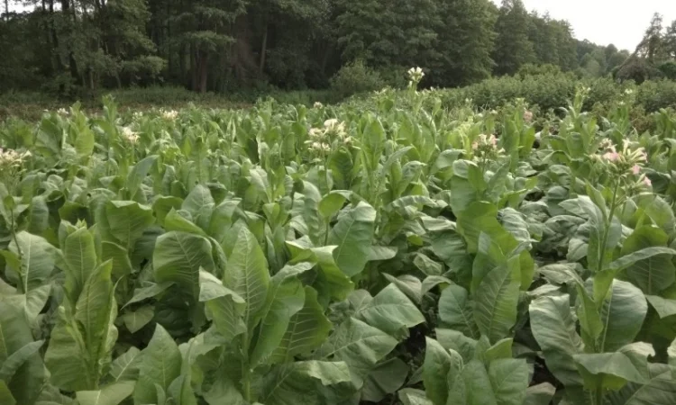 Продам семена табака(нет в наличии) - фото № 8