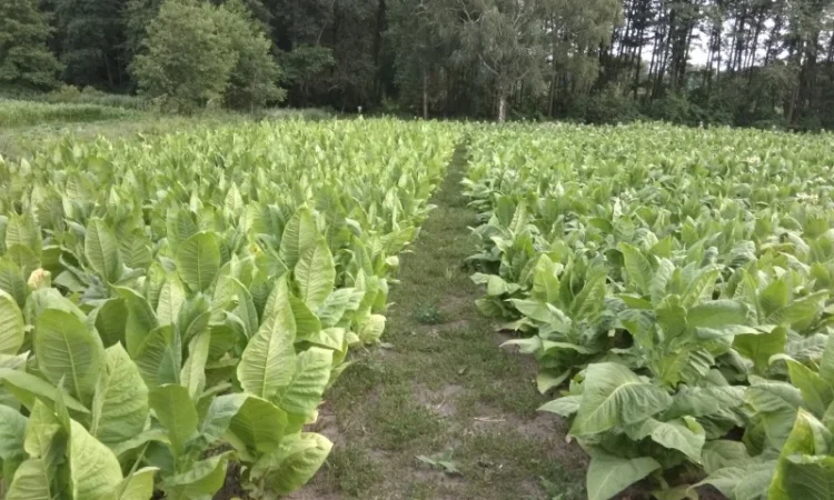 Продам семена табака(нет в наличии) - фото № 10