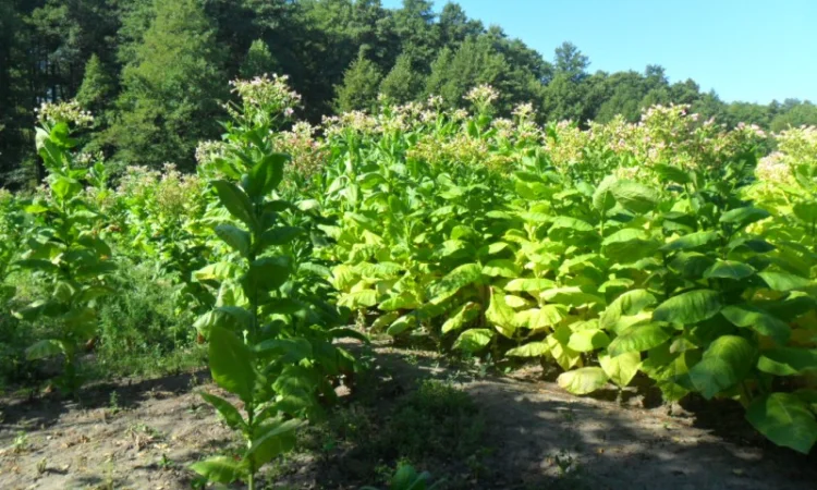 Продам семена табака(нет в наличии) - фото № 11