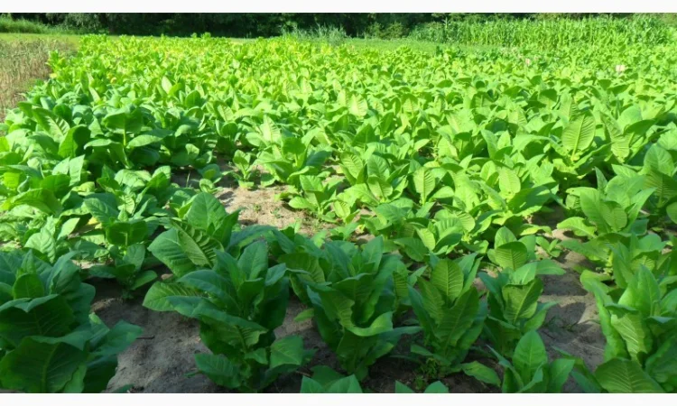 Продам семена табака(нет в наличии) - фото № 3