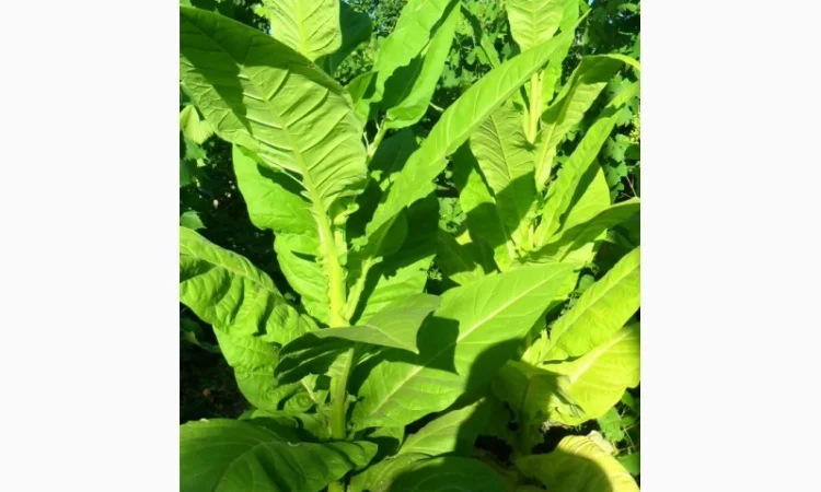 Продам семена табака(нет в наличии) - фото № 4