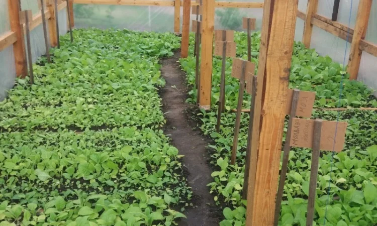 Продам семена табака(нет в наличии) - фото № 5