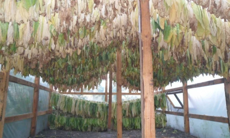 Продам семена табака(нет в наличии) - фото № 5