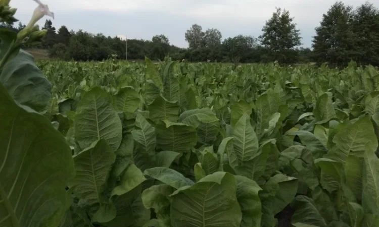 Продам рассаду табака (2, 00 грн. - 1шт.) - фото № 9