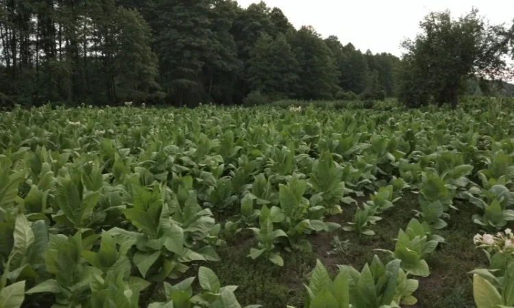 Продам рассаду табака (2, 00 грн. - 1шт.) - фото № 10