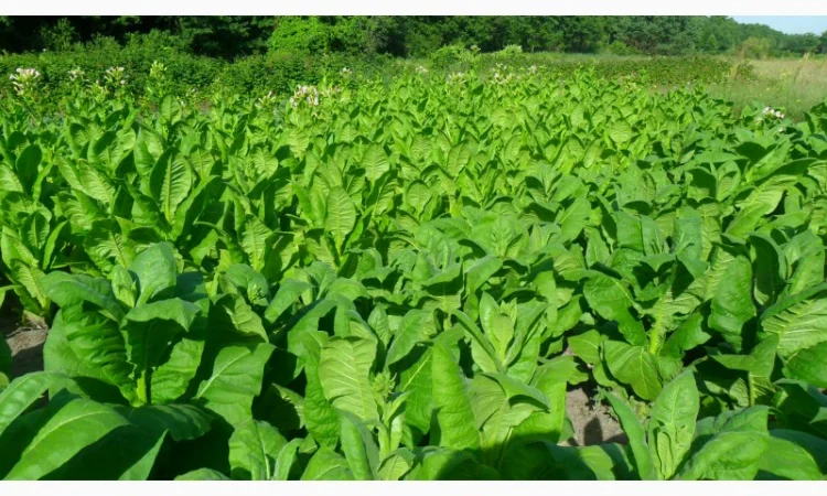 Продам рассаду табака (2, 00 грн. - 1шт.) - фото № 13