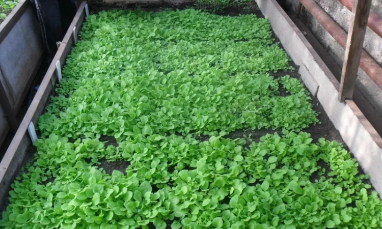 Продам рассаду табака (2, 00 грн. - 1шт.) - фото № 3