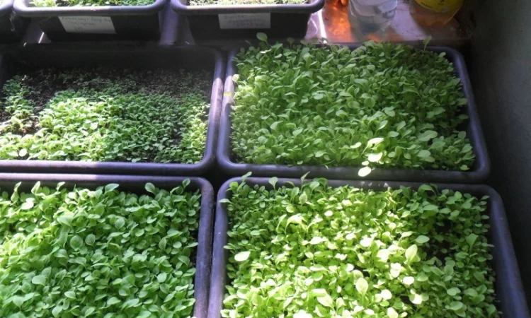 Продам рассаду табака (2, 00 грн. - 1шт.) - фото № 4