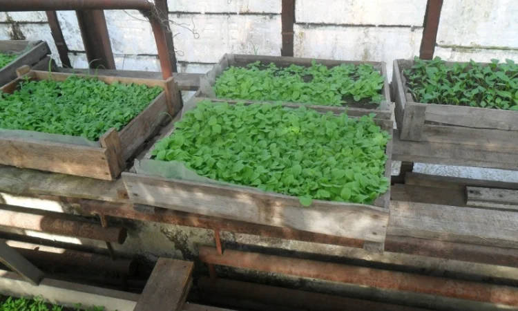 Продам рассаду табака (2, 00 грн. - 1шт.) - фото № 5