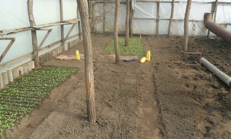 Продам рассаду табака (2, 00 грн. - 1шт.) - фото № 6